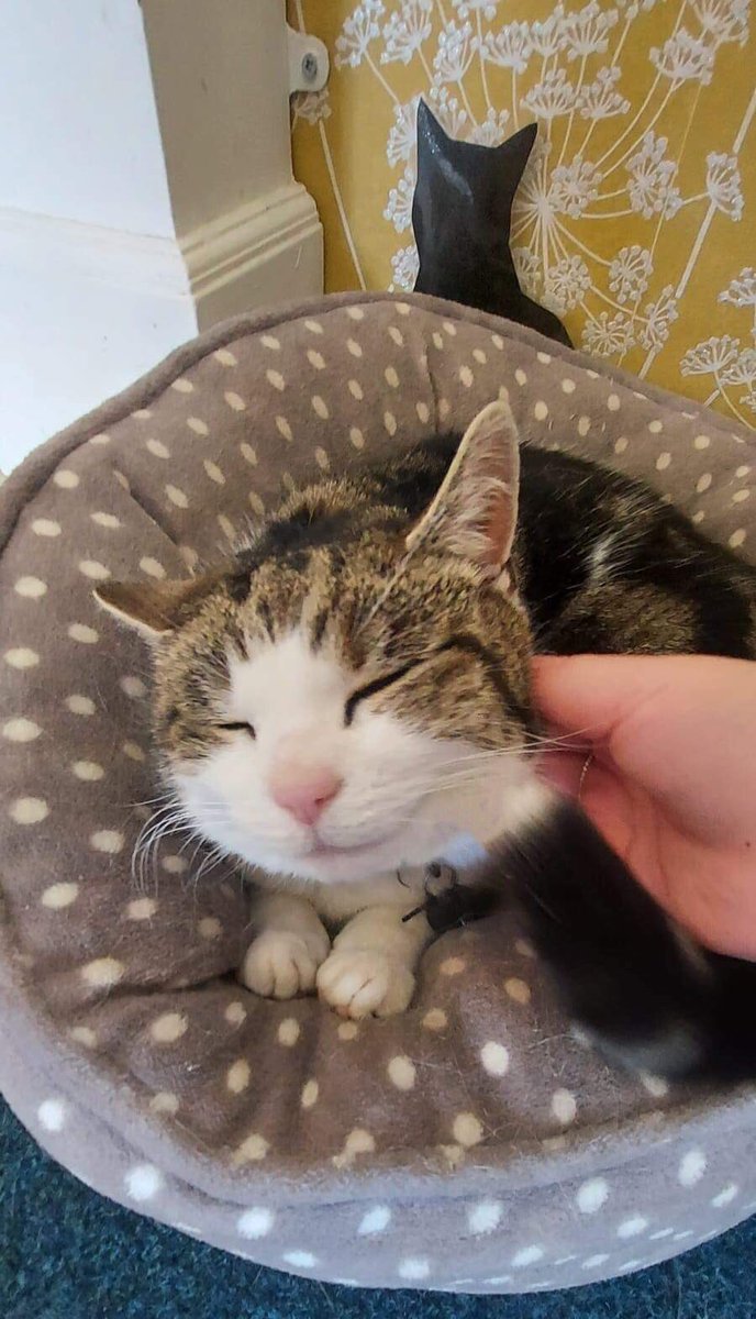 OutwoodsCat's tweet photo. Happy Monday friends!
Why not start the new week with a wonderful chin scritch and a smile?
#catsoftwitter #cats #takeyourcattowork #Hedgewatch
#mondaythoughts https://t.co/7BK1xCYMDH