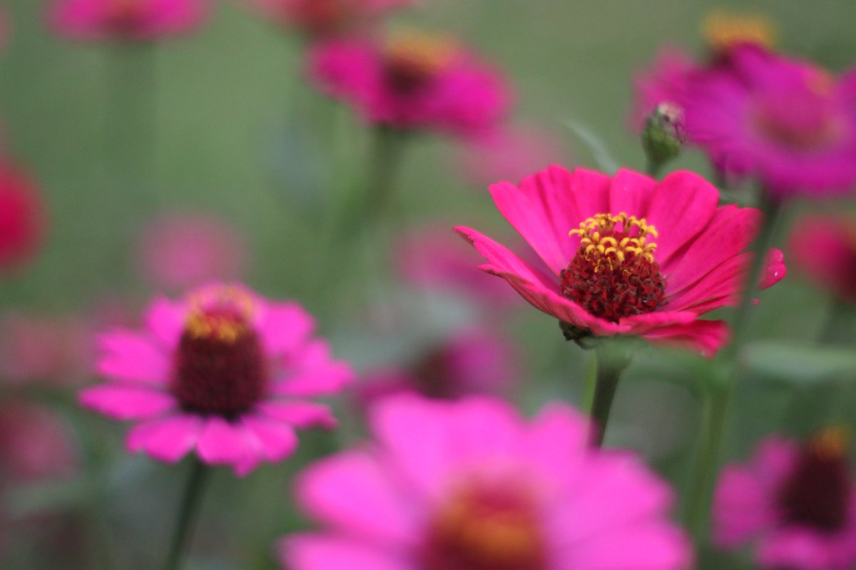 notanerrorcode's tweet photo. just some pink flowers in Baguio City taken sometime in November last year. Nakakamiss din mag-photowalk https://t.co/hYIlEZvBEZ
