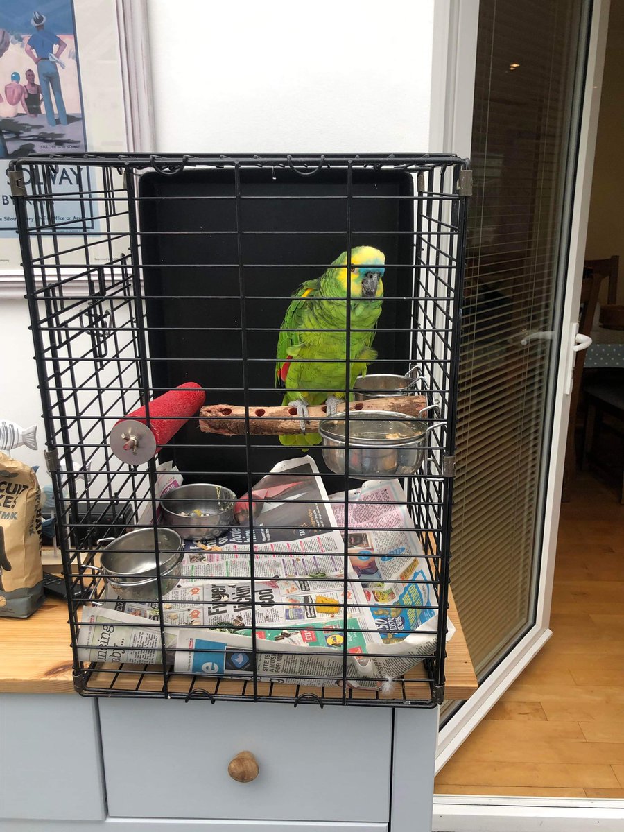 SeagreenView's tweet photo. Charlie is back!!!! He y it s enjoying the warmth of the conservatory and saying hello to all the local Silloth birds. Enjoy your holiday, Charlie xx
#seagreenview #silloth #parrotholiday #holidayuk #parrot https://t.co/a0YiOgI21Q