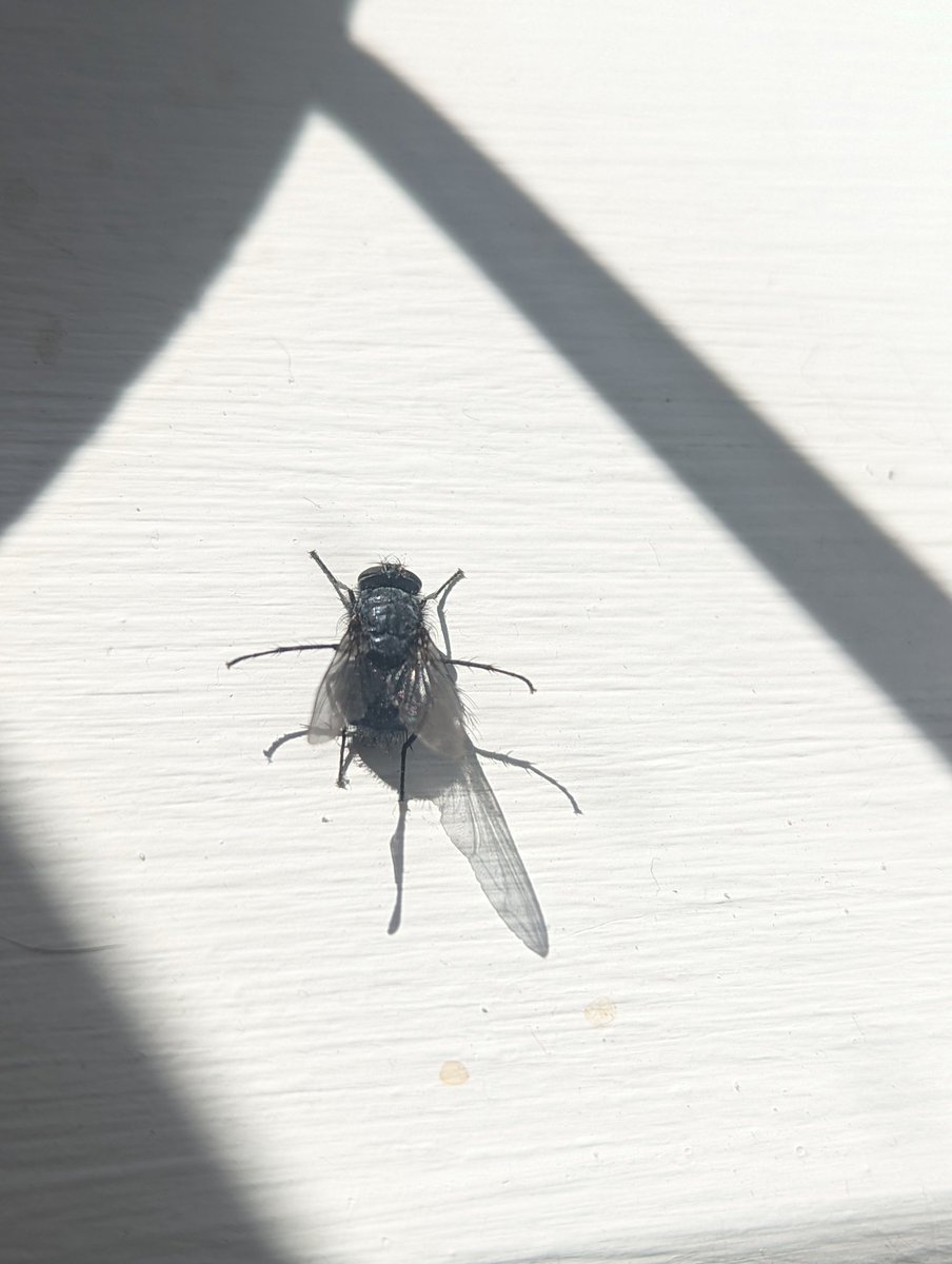 Louisa_Crispin's tweet photo. Day 20 #30dayswild 

IT'S NATIONAL INSECT WEEK

Here's a fly to celebrate

#nationalinsectweek #30dayswild2022 #fly https://t.co/ah38gMTgnJ