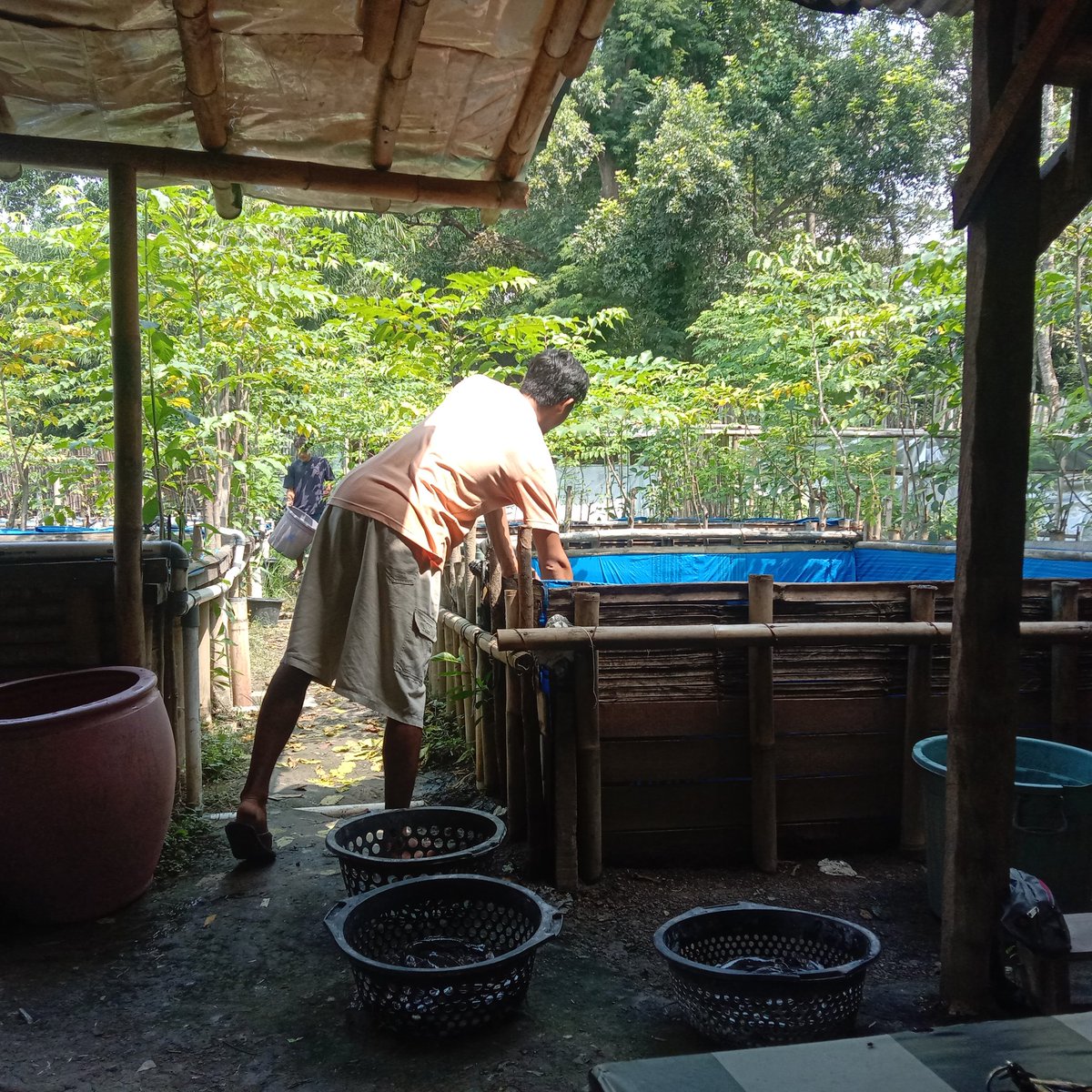 dediichtiarso's tweet photo. Senin, 20 Juni 2022 Pendampingan Pokdakan mutiara Berkah Jaya Desa Kedungtukang panen ikan lele sebanyak 1 kwintal Rp 19.000/Kg
#Luhlapor
#GiatLuhkanSatminkalTegal
#Djpb 
#KKP
#PuslatluhKP https://t.co/FgHirQLDHb