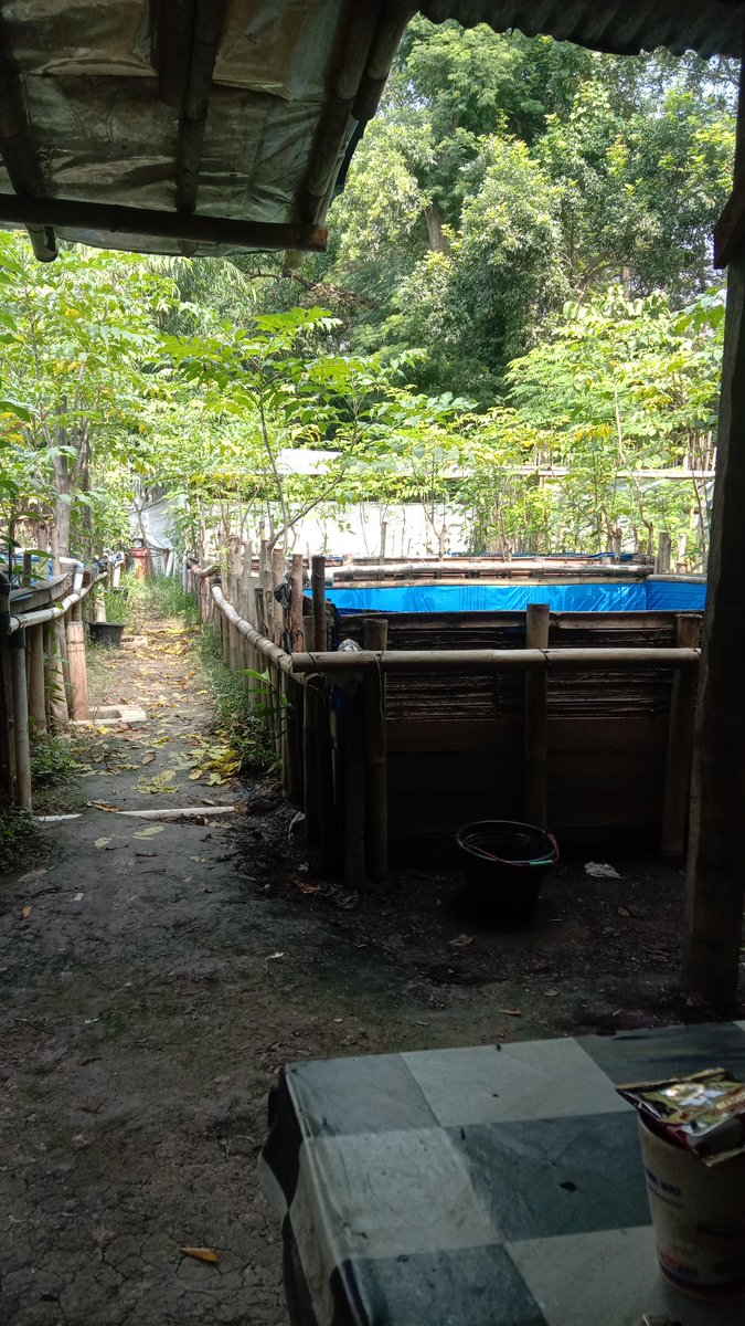dediichtiarso's tweet photo. Senin, 20 Juni 2022 Pendampingan Pokdakan mutiara Berkah Jaya Desa Kedungtukang panen ikan lele sebanyak 1 kwintal Rp 19.000/Kg
#Luhlapor
#GiatLuhkanSatminkalTegal
#Djpb 
#KKP
#PuslatluhKP https://t.co/FgHirQLDHb