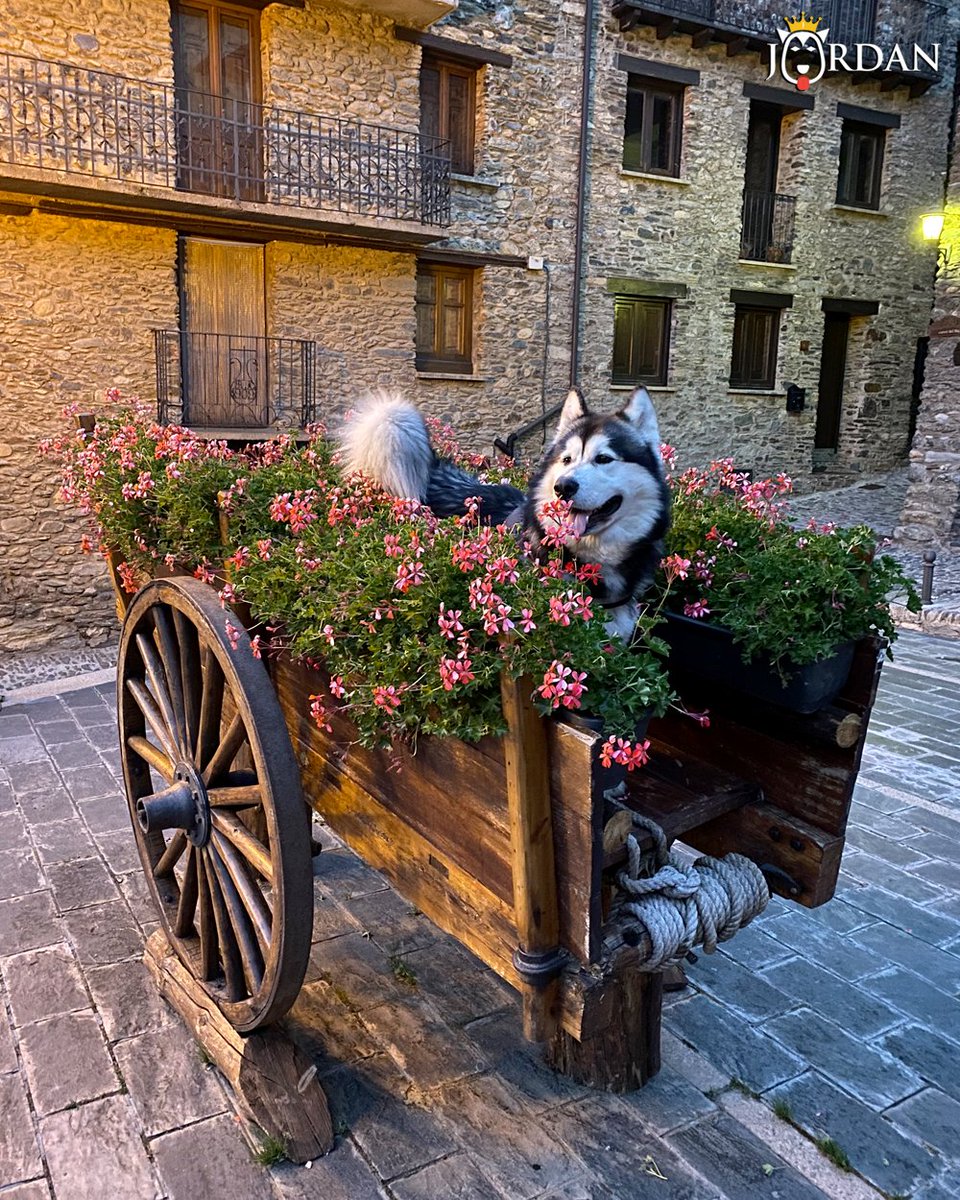 jordanmalamute's tweet photo. Ordino y su carro de flores… 🌺🌼🌸 ¿¡ Nos vamooos !? 🐺💨

🐾 https://t.co/MaYrBNyUll

🏷 #jordanmalamute #andorra #alaskanmalamute #malamute #malamutedealaska #andorralovers https://t.co/aGmc4Ym3cz