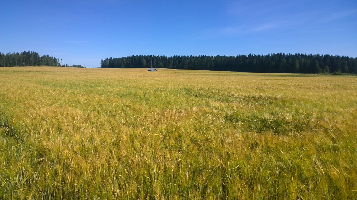 POSELYkeskus's tweet photo. Peltovalvonnat aloitetaan Pohjois-Savossa juhannuksen jälkeen ja tarkastuskäynneille päästään normaalin aikataulun mukaisesti.  https://t.co/CE3V0nnwRZ #maatalous #EUtuet #ruoantuotanto #pohjoissavo https://t.co/kCGjPieWHK