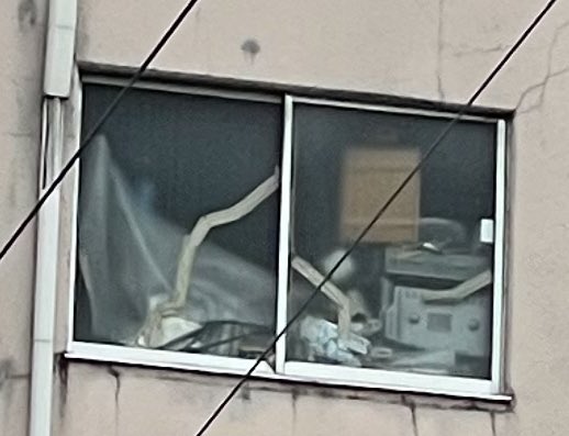 暇だから、古いビルの窓を見て、
室内の様子をリアルに想像してるー。 