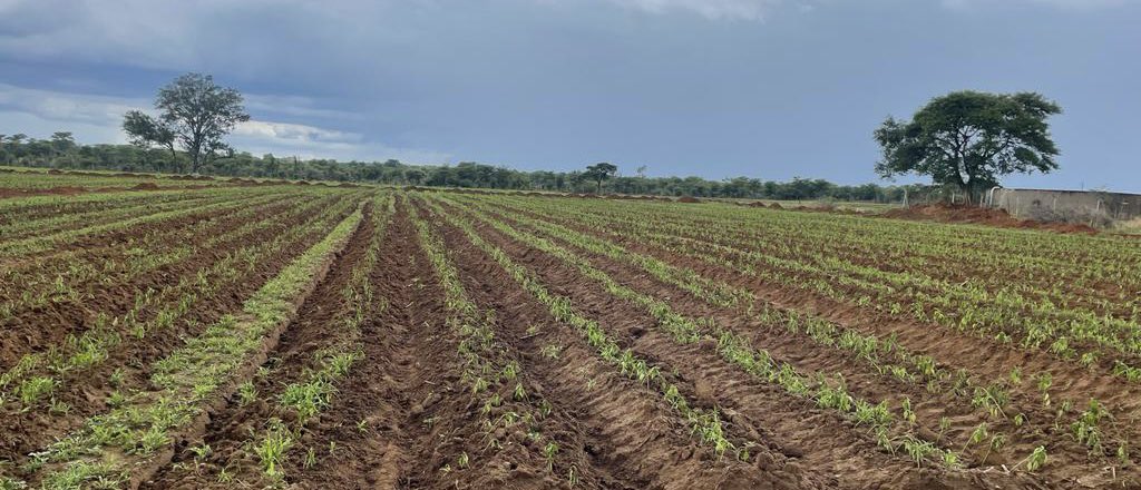 Farming ain’t easy, but definitely going full steam ahead … tinosangana mberi ikoko! Paprika Exports 🌶🌶 @mufarowangu2 @ndakaripa @ZimAgricRising @ZimTradeAlerts