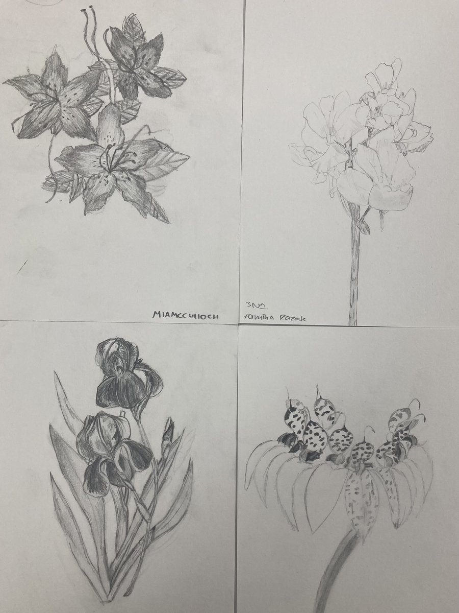 NDHSDesignDept's tweet photo. Beautiful observational drawings from S3 in their Botanical Art Unit 😍😍😍 @ndhsglasgow https://t.co/vIiyg7d7K0