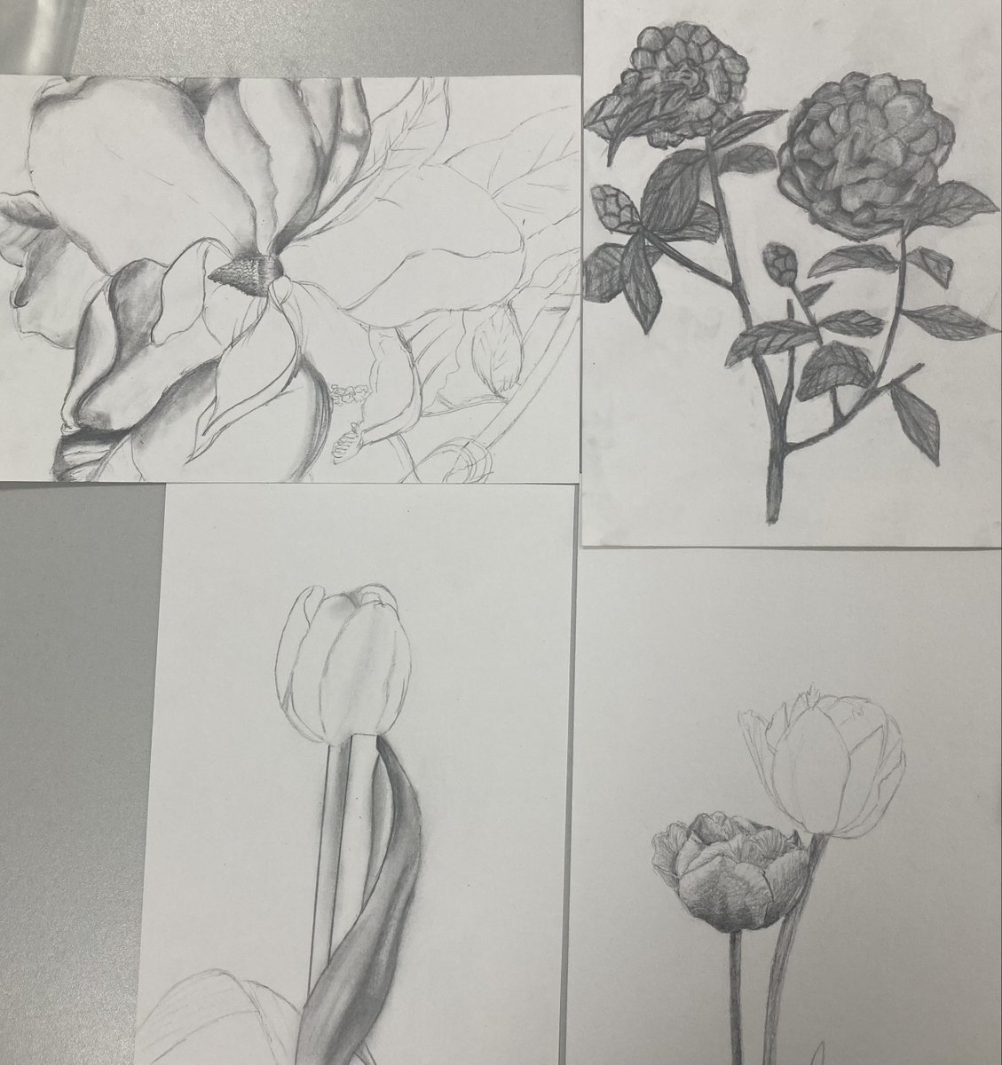 NDHSDesignDept's tweet photo. Beautiful observational drawings from S3 in their Botanical Art Unit 😍😍😍 @ndhsglasgow https://t.co/vIiyg7d7K0