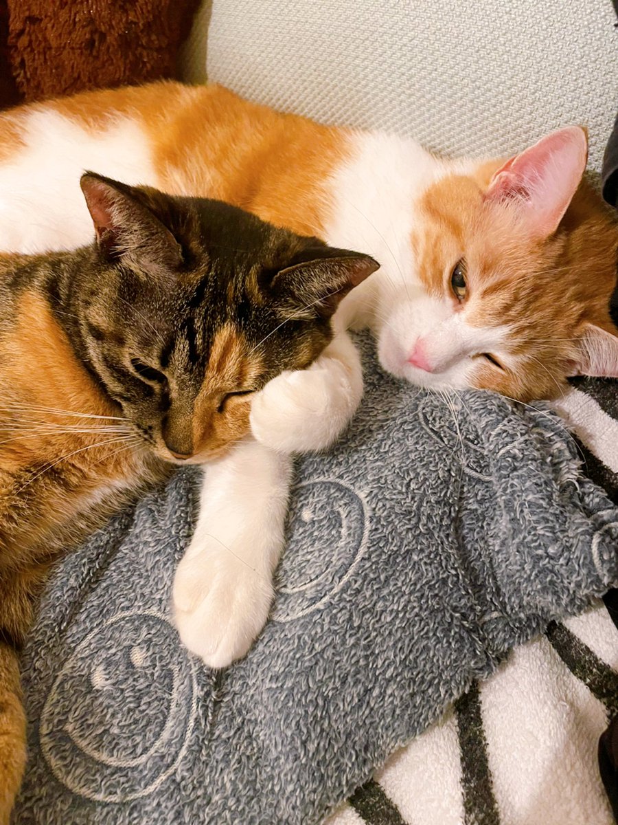 AiOzaki3's tweet photo. エマの顔を牽制するマルル
お構い無しに寝るエマ
どういう感情？😂
 #ねこ  #猫好きさんと繋がりたい  #猫がいる生活  #保護猫  #にゃんだふる #cat  #catlovers  #CatsOnTwitter https://t.co/P2sdxpHjAs