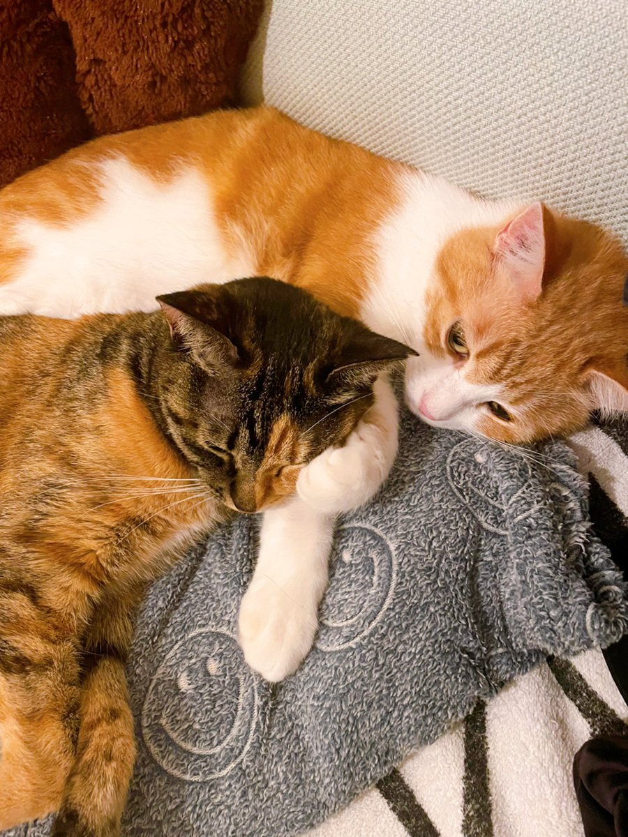 AiOzaki3's tweet photo. エマの顔を牽制するマルル
お構い無しに寝るエマ
どういう感情？😂
 #ねこ  #猫好きさんと繋がりたい  #猫がいる生活  #保護猫  #にゃんだふる #cat  #catlovers  #CatsOnTwitter https://t.co/P2sdxpHjAs