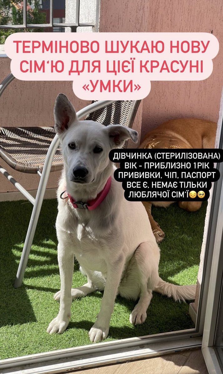 o_sole_mi's tweet photo. #рт, будь ласка

мені дуже важливо віддати її в хороші руки https://t.co/p4osQHBmKA