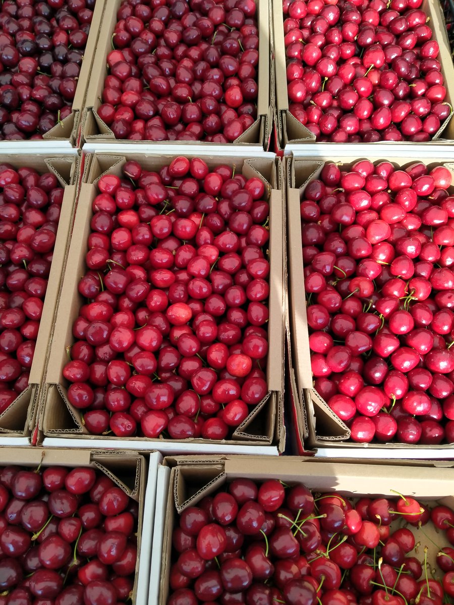 EskiMaliyeci's tweet photo. 📢Kiraz Çekilişi 3 🍒

Bir kişiye 5 kg Napolyon Kiraz hediye 🍒

Çekiliş Şartları
🍒 @RuhiTingiz hesabını takip et.
🍒 Tweet'i RT yap.
🍒 Tweet'i beğen.

Çekiliş sonucu 21.06.2022 Salı akşamı saat 22:00 da açıklanacaktır. 

Bol Şanslar 🍒😊 https://t.co/MJrnrYqiBx