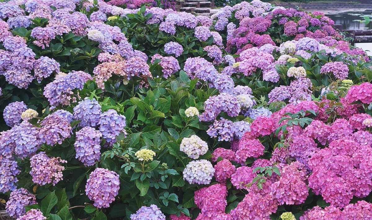 irogami_company's tweet photo. 雨☔で憂鬱な気分でも、
紫陽花🐌を眺めると吹き飛びますね(>ω<〃)~︎💕
#企業公式写真部
#梅雨 #紫陽花 #irogami https://t.co/JyU7XKHVUj