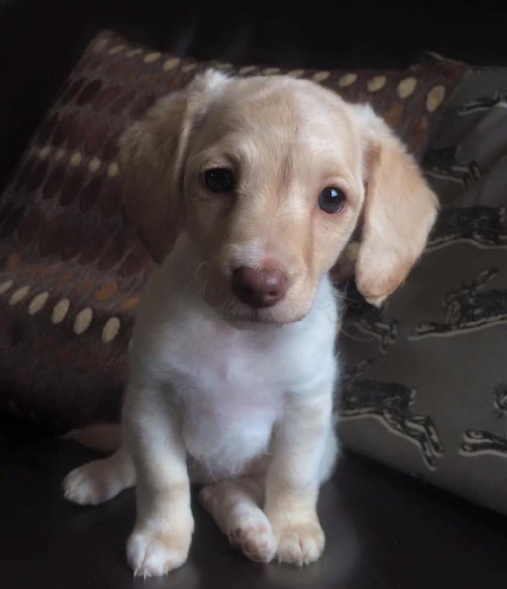 RonnieRubyElsa's tweet image. Happy Gotcha Day Rubes!! 7 years ago today you brought ALL THE JOY to our lives ❤️❤️❤️❤️❤️