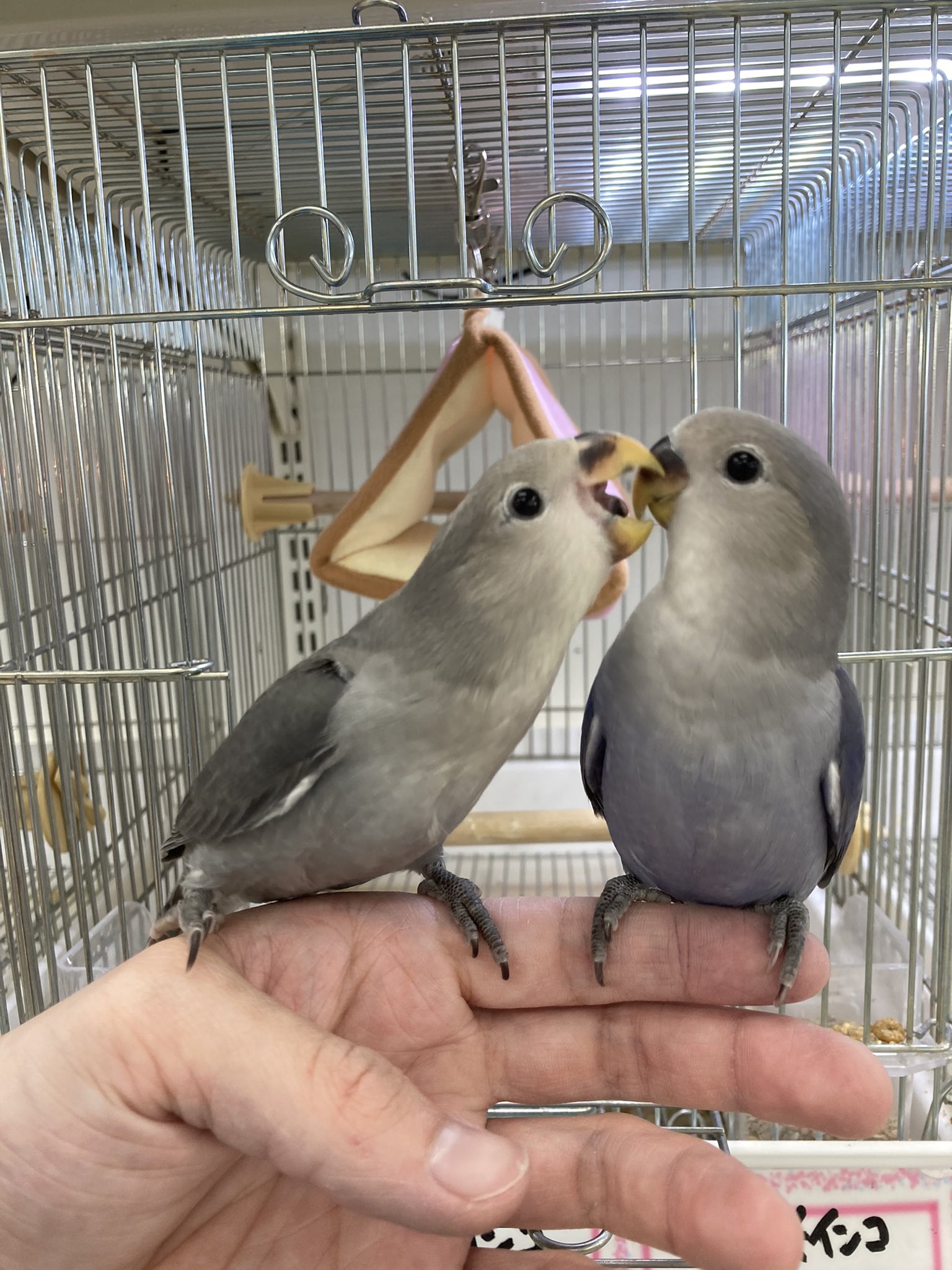 コザクラインコバイオレット Twitter Search Twitter
