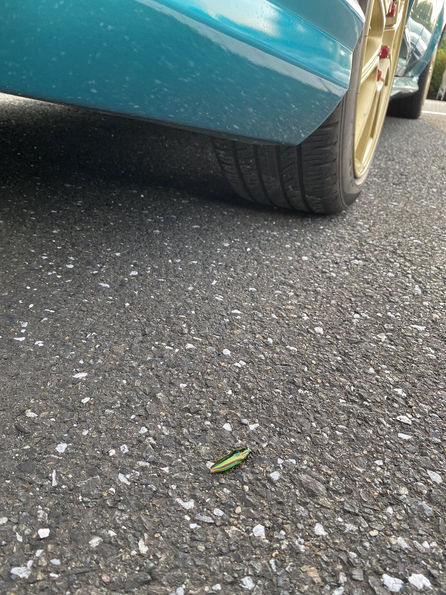 Space__azure39's tweet photo. 仕事終わりに駐車場で同じ色の虫が出待ちしてた😳✨ https://t.co/m2WDzRlJaV
