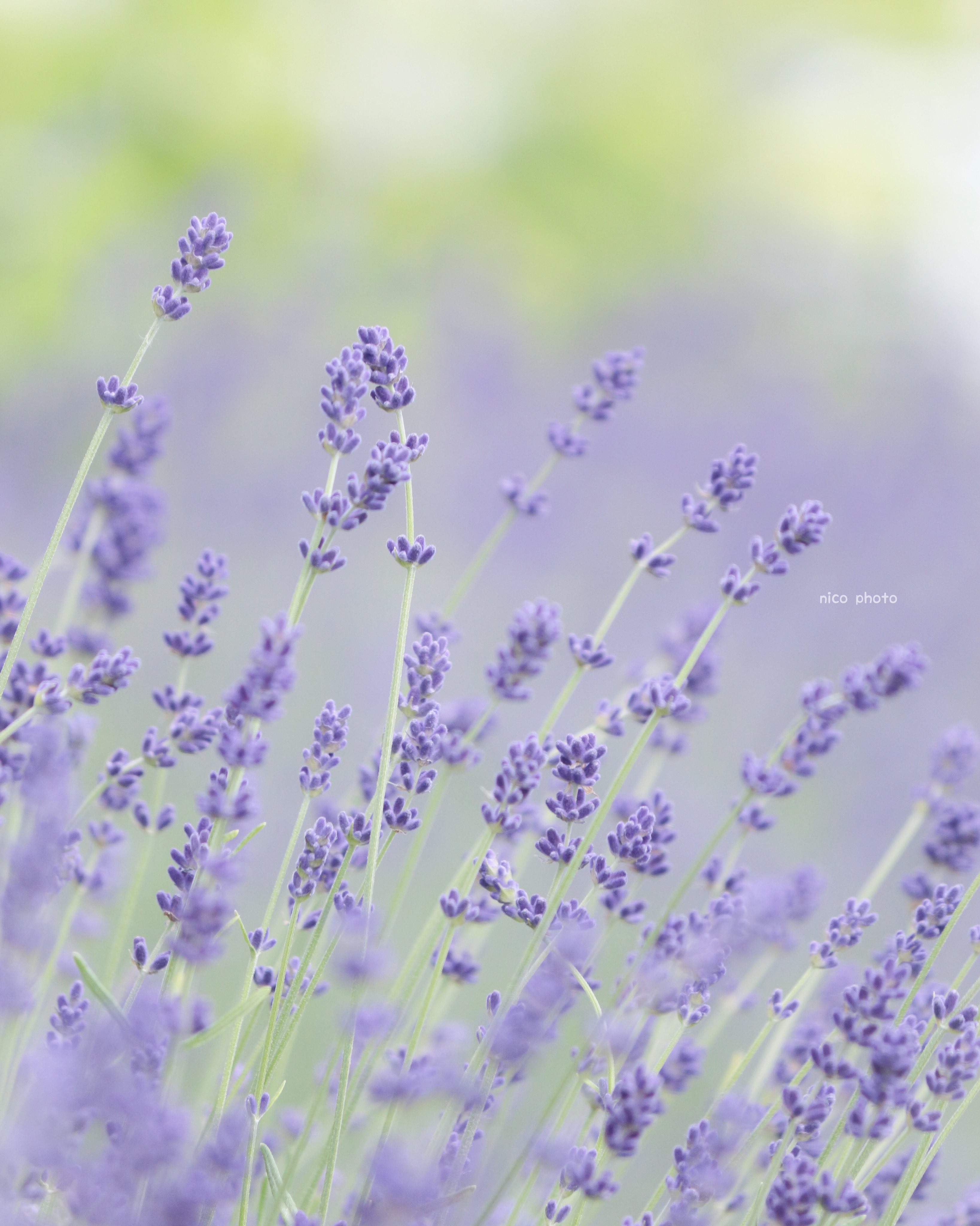 Nico ꕤ ﾟ 花言葉は あなたを待ってます 期待 𓂃𖤥𖥧𖥣 ラベンダー Lavender 花 花写真 写真 Flower T Co Slfrgh5ibx Twitter