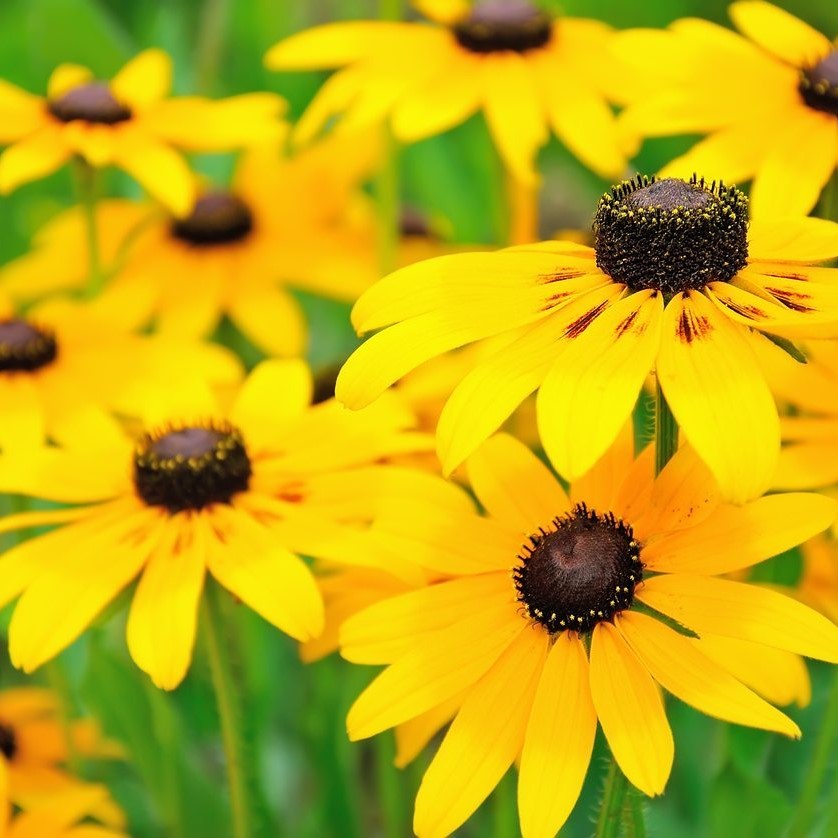 SuregrowGC's tweet photo. Perennials are the perfect choice to liven up your #garden this #summer! 🌺

We have a #fantastic selection of #beautiful perennials here at the #gardencentre – come and say hello! 🌱

𝗦𝘂𝗿𝗲𝗹𝘆 the best plants are from #SuregrowGC! ✅ https://t.co/jrDV8IJ5f0