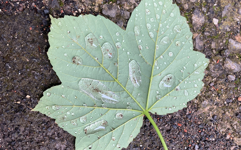 JudyDarley's tweet photo. Writers! @GreenstoriesUK's invite short stories on the theme of 'clean vs green' for their latest competition> Deadline is 21st July.
First prize is Β£500. Entering is free. #AmWriting #WritingCommunity #CleanVsGreen #writing #shortstory #freecompetition https://t.co/d7BJ1kYN5Q https://t.co/KjvGsd9dFN