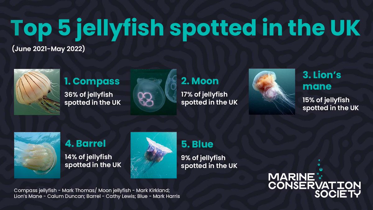 mcsuk's tweet image. Last year, 1509 sightings of #Jellyfish were reported to us, providing us with important data 📊  

If you see any jellies, be sure to let us know! mcsuk.org/what-you-can-d… @DefraGovUK @HeritageFundUK  #WildlifeSighting #GreenRecoveryChallengeFund #TogetherForOurPlanet