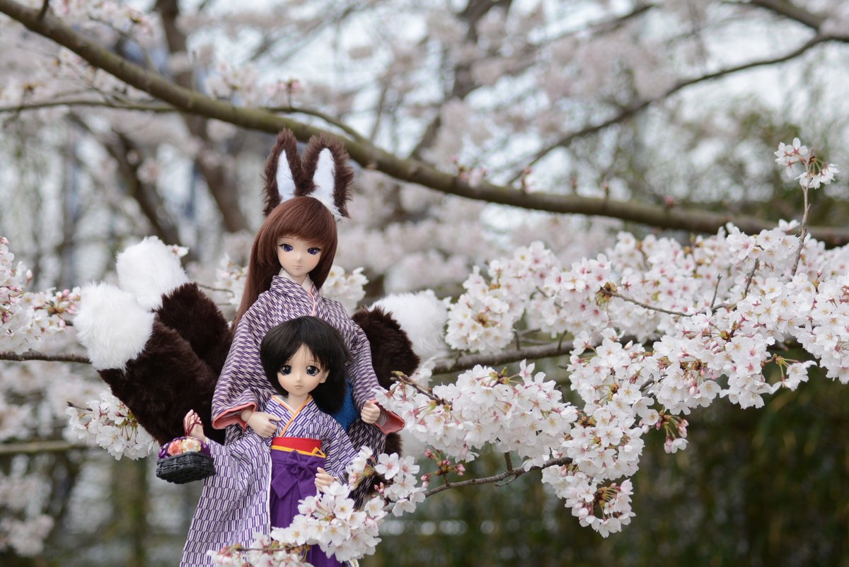 Miko_Teruya's tweet photo. #2022年自分が選ぶ今年上半期の4枚
#桜
#紫陽花
#和傘
#狐耳
#DOF16
#ドールの集合写真 https://t.co/7VBvkjxi3B