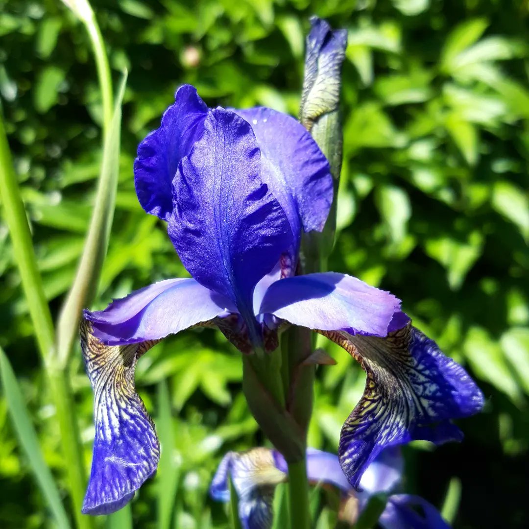 ekogardener's tweet photo. Kosaciec syberyjski (Iris sibirica) 💜 #kosaciec #irys #iris #irissibirica #purple #purpleflower #inmygarden #juneflower #junegarden #Flowers #flowerlove #flowerlover https://t.co/WfJcZYQn3C