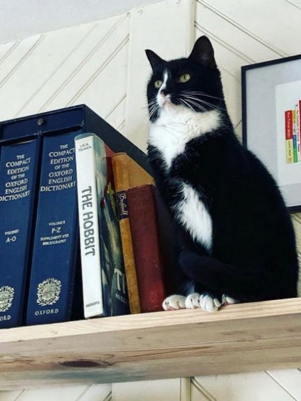 hasoptimization's tweet photo. Today is #NationalTakeYourCatToWorkDay - which is just about every day at hasOptimization! Penelope, Ælf, Luna, and Jungle take their pawsitions very seriously here. We're so glad they're a part of our team!
#hasOpt #TakeYourCatToWork #Cats #FelineFriends #WFH #WorkFromHome https://t.co/RLVLKvfUhB