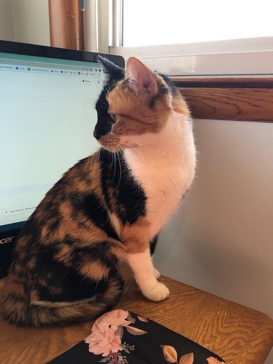 hasoptimization's tweet photo. Today is #NationalTakeYourCatToWorkDay - which is just about every day at hasOptimization! Penelope, Ælf, Luna, and Jungle take their pawsitions very seriously here. We're so glad they're a part of our team!
#hasOpt #TakeYourCatToWork #Cats #FelineFriends #WFH #WorkFromHome https://t.co/RLVLKvfUhB
