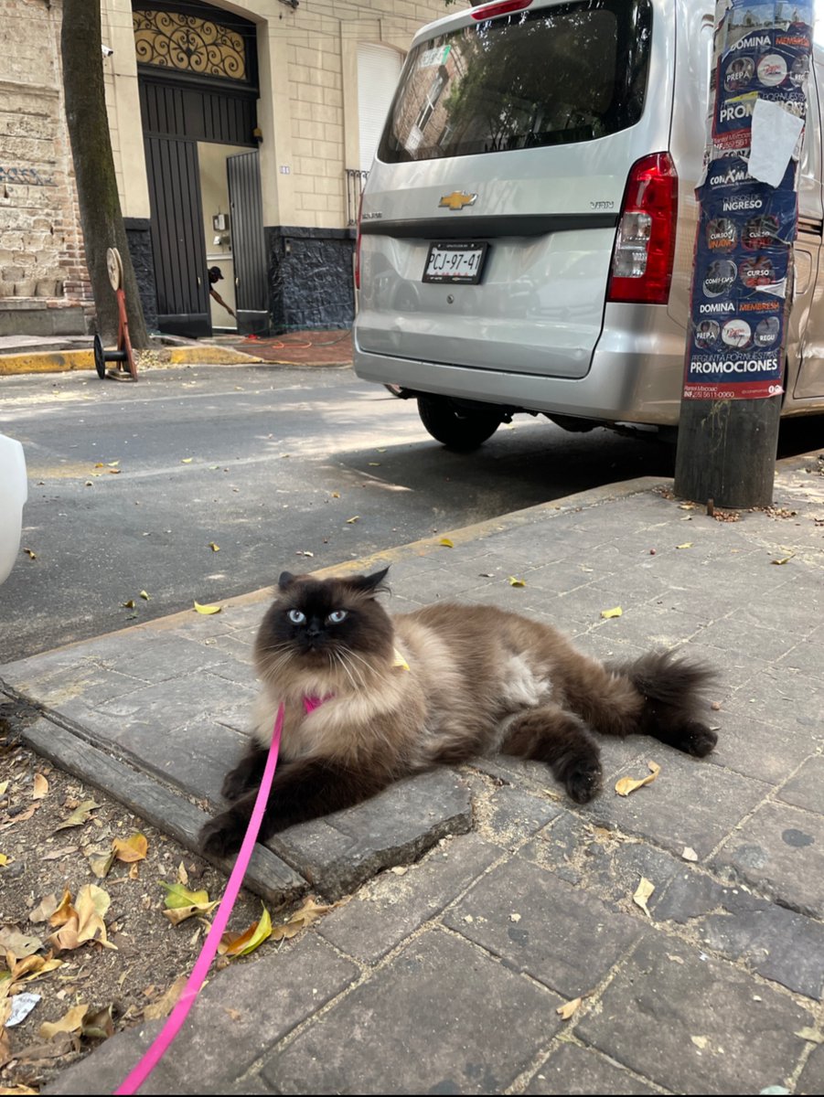 hasoptimization's tweet photo. Today is #NationalTakeYourCatToWorkDay - which is just about every day at hasOptimization! Penelope, Ælf, Luna, and Jungle take their pawsitions very seriously here. We're so glad they're a part of our team!
#hasOpt #TakeYourCatToWork #Cats #FelineFriends #WFH #WorkFromHome https://t.co/RLVLKvfUhB