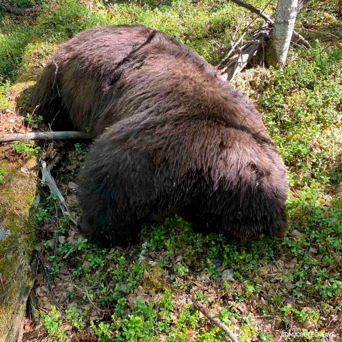как убить медведя раст фото 48