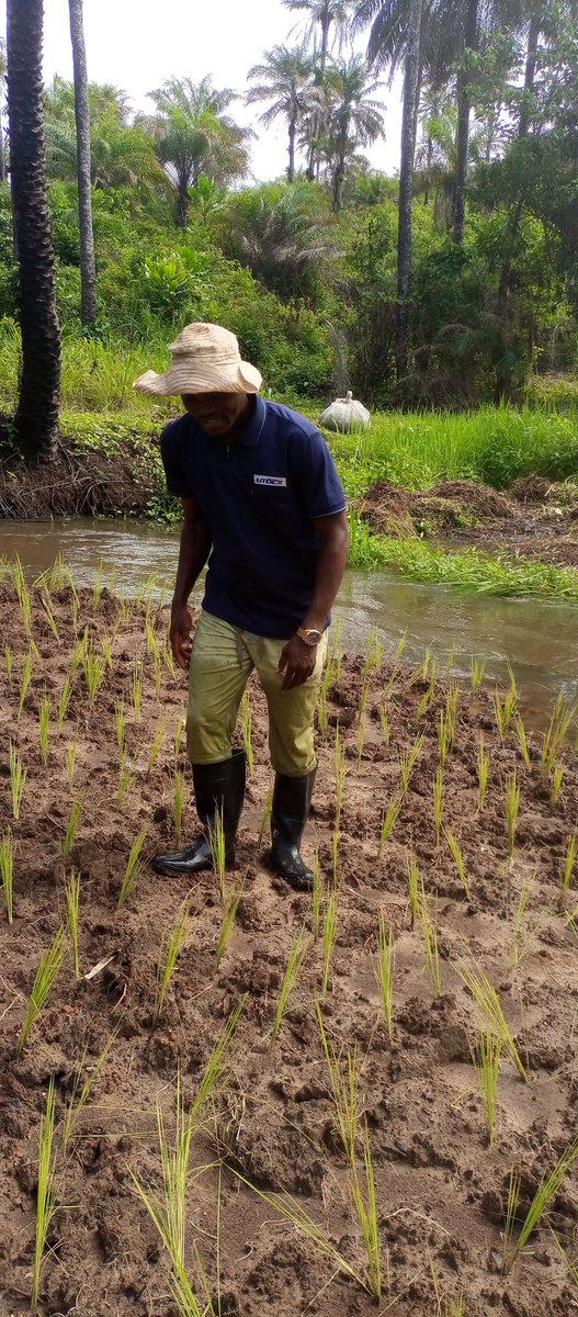 fodaysoriek's tweet photo. HAPPY IS HE WHO SEES MONEY IN DIRTY/MUD.

Get a little dirty and enjoy afterwards. Money 💰 is not only found in an office , on a soft turning chair 💺 NO!!!

Get up, find a small piece of land, plant  Cabbage 🥬, tomatoes 🍅 , potatoes etc.
#Weekends on the Farm
#Farm4Market Inv https://t.co/fZjfkx1xJV