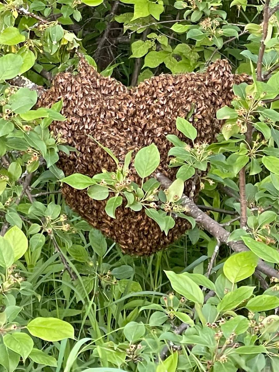 HoneyBerryFruit's tweet photo. We hope all the Dads enjoyed their Fathers Day yesterday!
We had a busy weekend and ended it with a pleasant surprise!
Picture courtesy of John Ricci
#honeyberryfruits #springswarm #honeybees #northernontariobees https://t.co/HVgNS4Mqt4