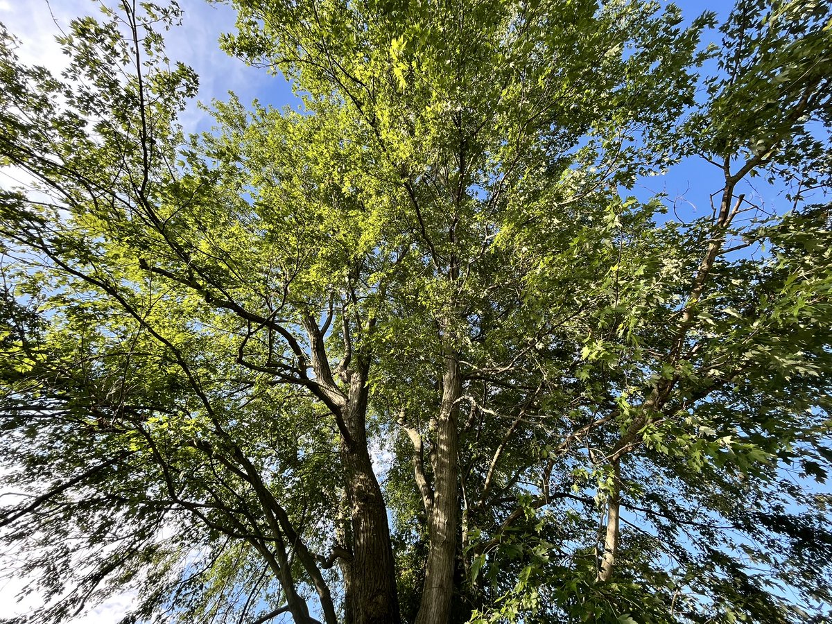 rossjmyers's tweet photo. Todays #ThingsOfBeauty was all about reminding myself to look up.  I realize I don’t look up and see the things that are around me in all directions. @BettSpaghett79 @oriolesrise @WatchTheBreaks @BuckCityBreaks @GoGTSLive challenge yourself to look up more often! https://t.co/4jMgHf6b3l
