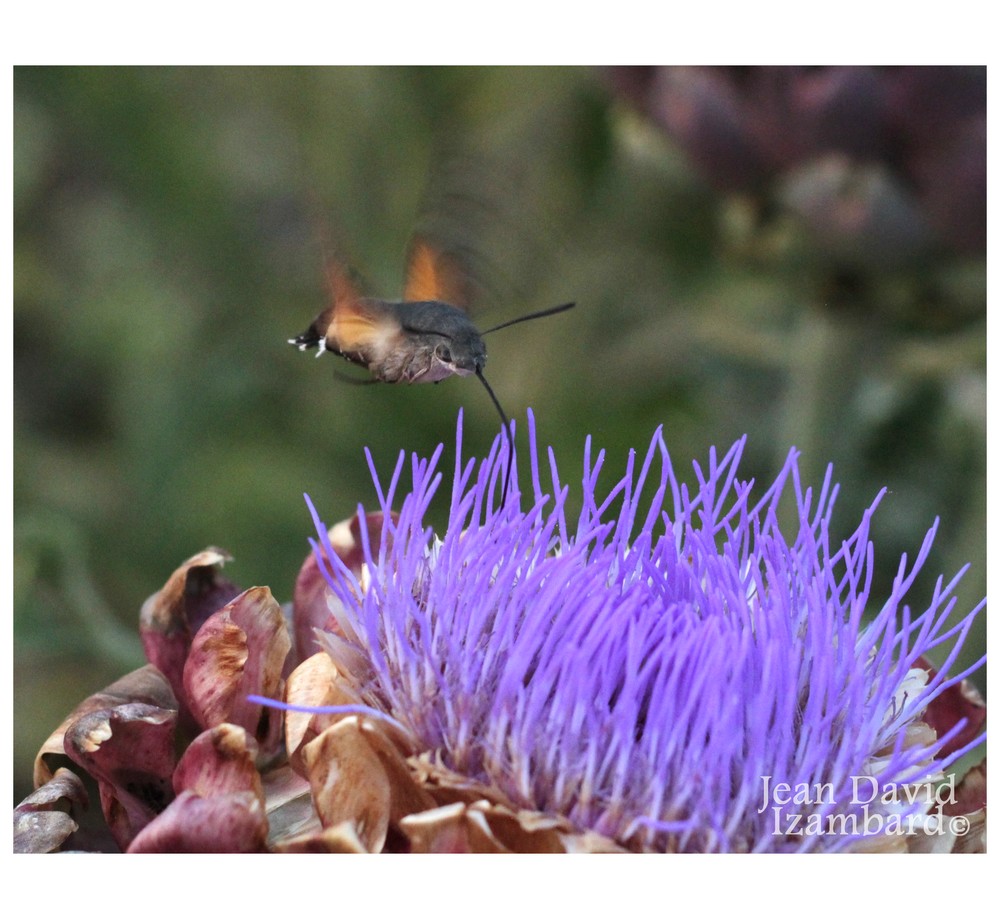 JDIzambard's tweet photo. Hier soir, je suis allé dans le jardin pour vous montrer que mes artichauts sont devenus des punks. J'ai pris mon appareil et tout à coup.....

#Artichaut #Artichoke #Insecte #MoroSphynx #SphynxCollibri #Fly #Flower #Nature #Garden #Mougon #Aigondigné #Melle #DeuxSevres https://t.co/NE1NLSJAGk