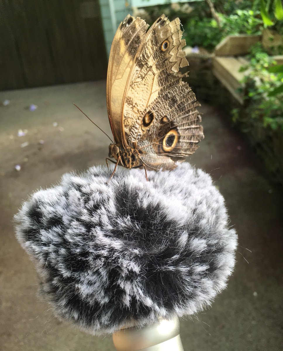 I was thrilled to win two awards at <a href="/OfficialUoM/">The University of Manchester</a> Postgraduate Research Showcase last week - Best Poster for the Humanities and Runner up for Best Image!

It was a great day meeting fellow researchers and sharing what we've been working on 🎶
<a href="/UoMResDev/">Researcher Development @ University of Manchester</a> <a href="/uomhums/">UoM Humanities</a> <a href="/Novars_Research/">NOVARS</a>