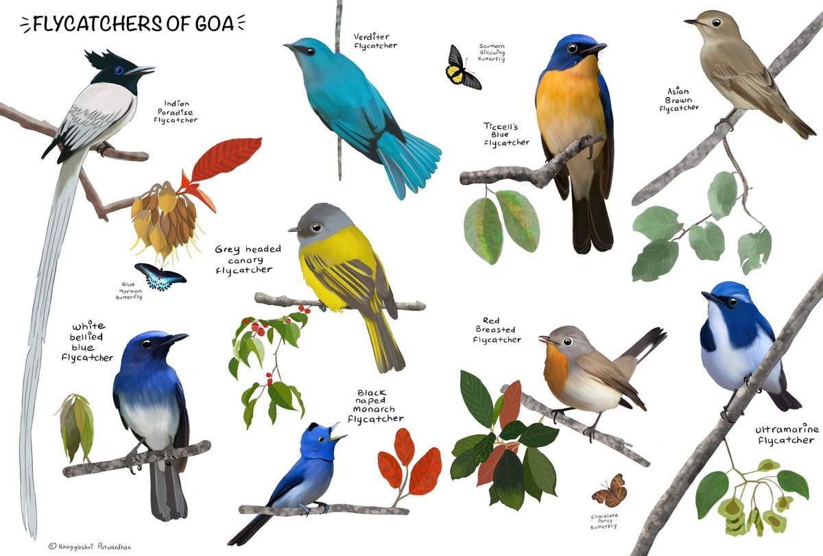 Flycatchers of Goa 🌿
My illustration 🎨
#birdsofgoa #birdsofindia #birds #IndiAves #bbcwild #bbcwildlife #sanctuaryasia #art #myart