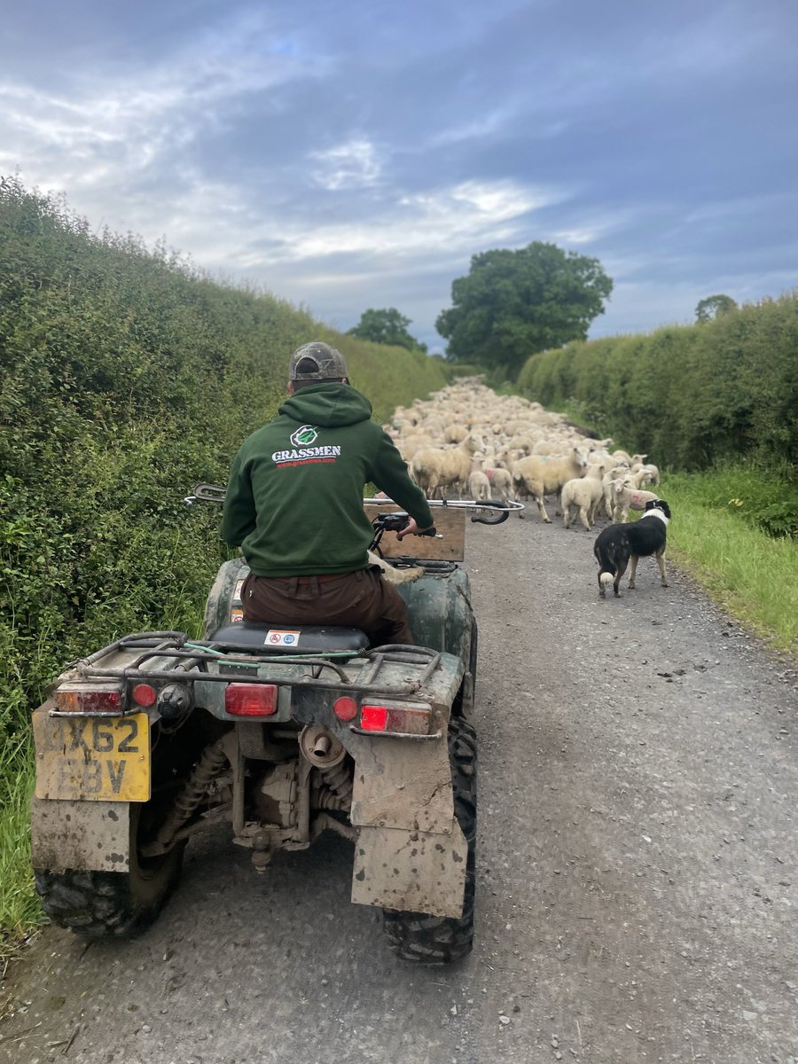 CaisleyTags's tweet photo. Creating a bit of traffic congestion 🐑🐑🐑🐑🐑🐑🐑🐑🐑🐑🐑🐑
#pasturesnew #sheep365 #sheepdog #grassmen #sheeping https://t.co/88P5LirKID