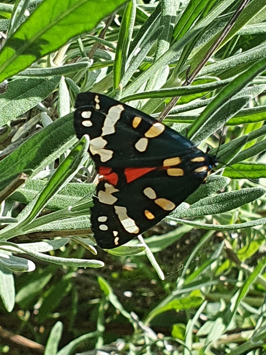 Scarlet Tiger in my garden. HighamFerrers this afternoon.