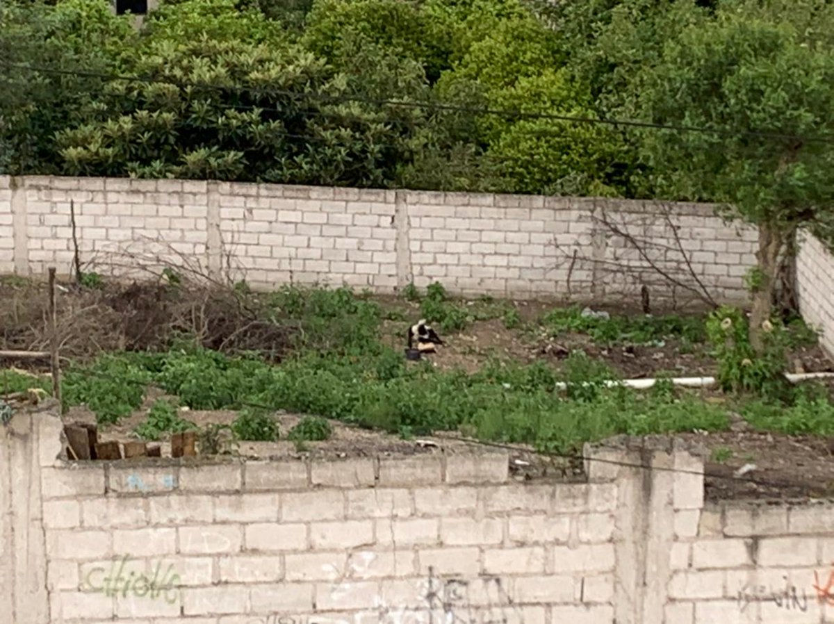 diegopuente1's tweet photo. Yo sé que la situación del país es grave. Pero necesito hablar de otro tema. Estos dos perritos están atrapados en un terreno vacío en Guayllabamba. Están sin comida y agua desde hace días. Ayuda #Urbanimal @amcquito @MunicipioQuito @fabriciovelav @jcarlosaizprua https://t.co/A8791prZTw