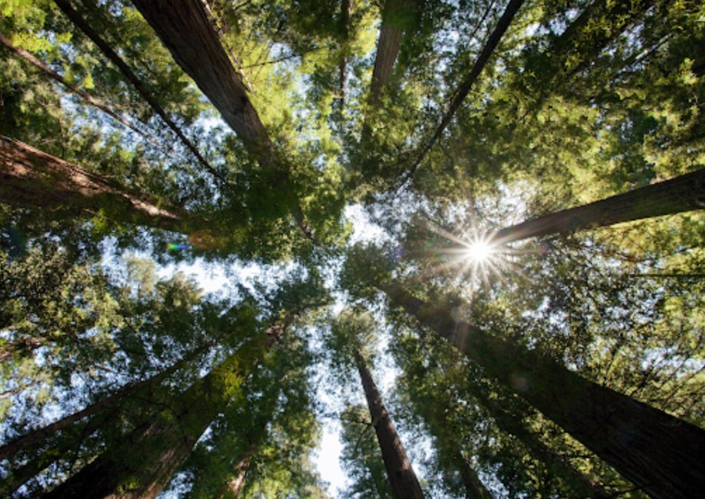 naturebytesuk's tweet photo. #naturebytes in action

Collaborating with @MondayState we built a programme that trains anyone how to harness the benefits of #nature with powerful #wellbeing tools 💭

This enabled clients (@Channel4, @mcsaatchi &amp; @viaplaygroup) to use nature to improve their #mentalhealth 🌱🧠 https://t.co/lLNzhLl8i2