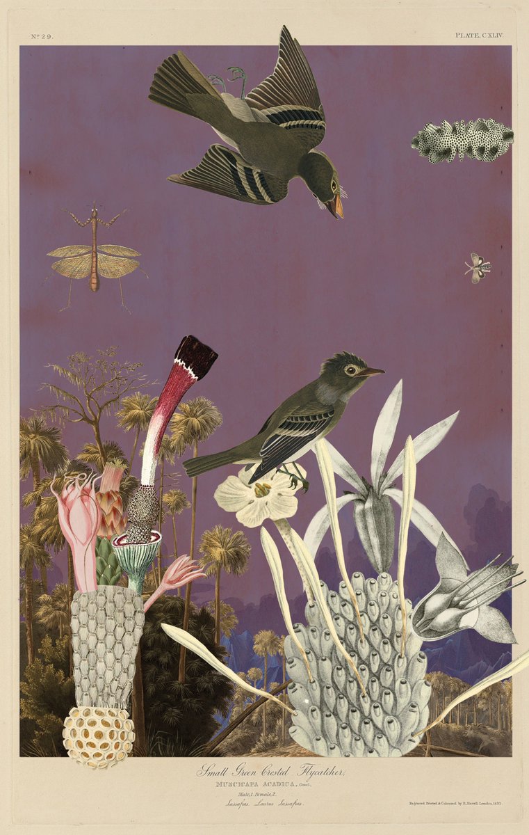 GM to all our friends of a feather 🪶 
May we flock together and have a beautiful day ☀️

What are your plans for today? We know! Mint Birds of Sōlis of course 😉 

#solana #NFTCommunity