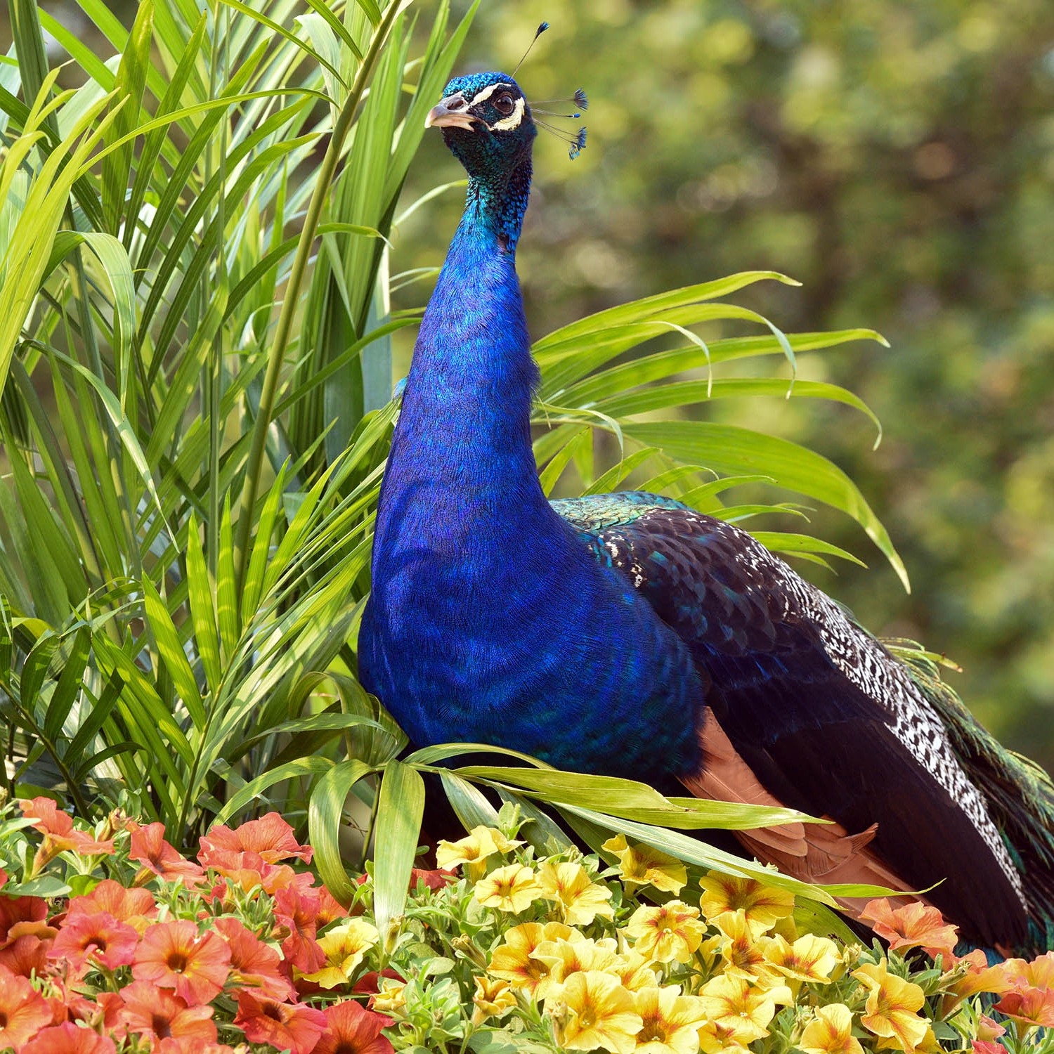 Brookfield Zoo on Twitter "Keep an eye out on your next visit to