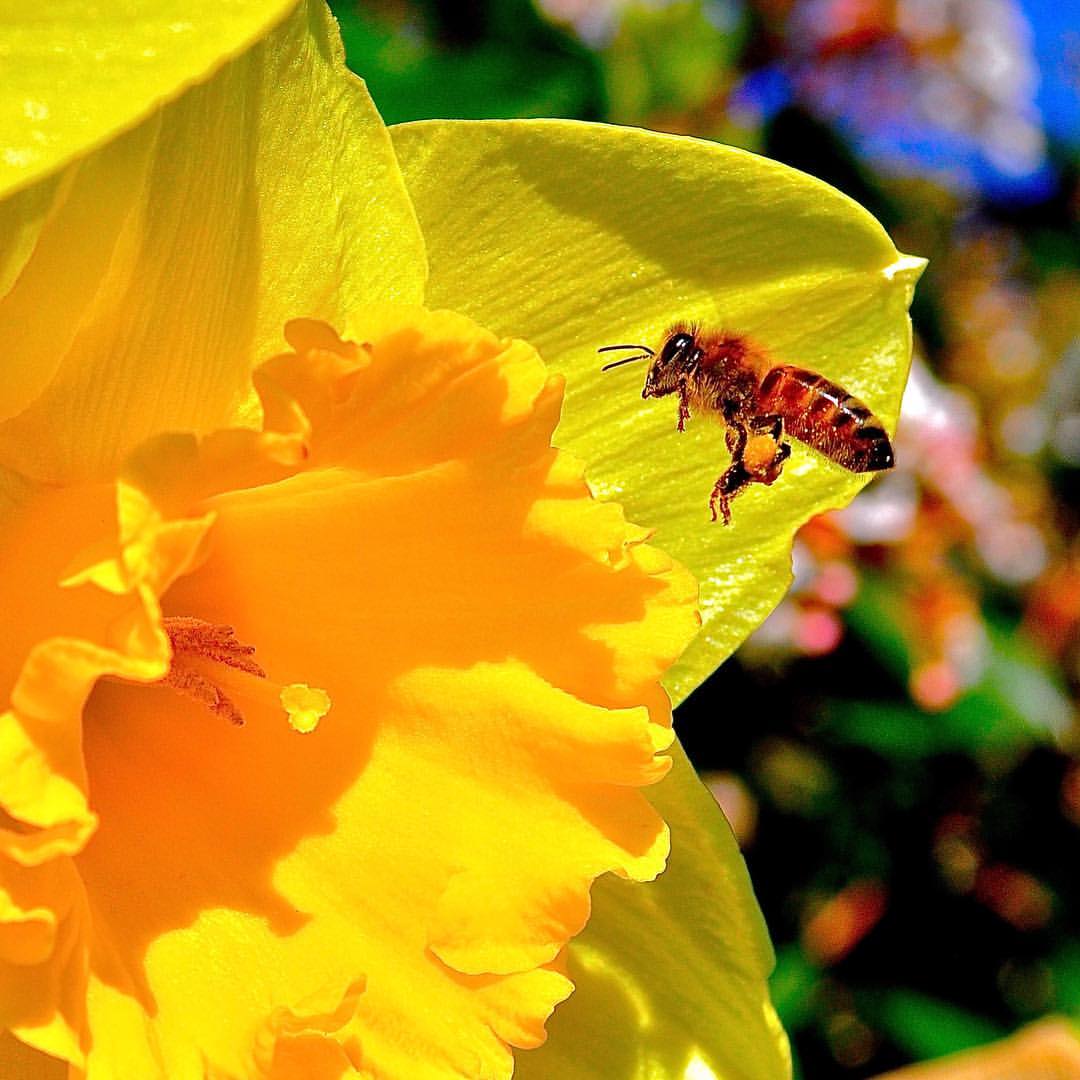 Interior's tweet photo. It's National Pollinator Week! 

Most of the world's flowering plants and crops depend on hard-working pollinators to reproduce. Learn how you can play a role in creating a welcoming habitat for pollinators to thrive. https://t.co/V1d2BZmgDz 

Photo by Mark Lemon https://t.co/KBhzASMryT