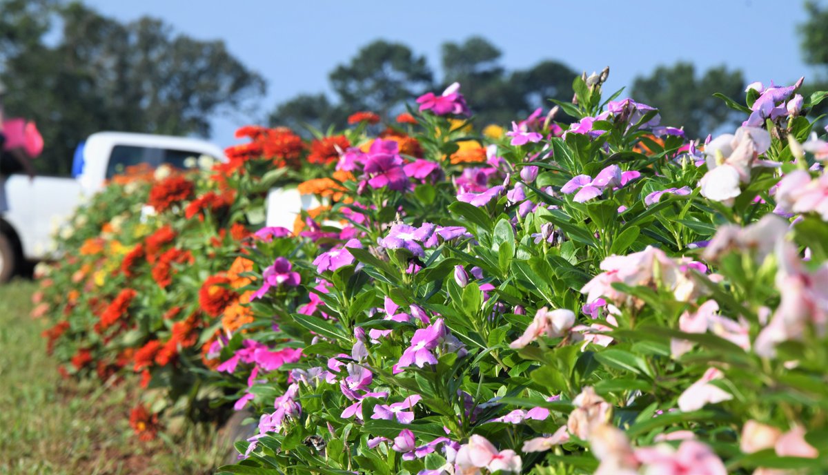 Are you in East Texas June 30? Stop by our horticultural field day in Overton! You can walk through swaths of vibrant plants like these — part of ongoing ornamental trials at our research and extension center. More field day info at <a href="/AgriLife/">Texas A&M AgriLife</a> Today 🖱️agrilifetoday.tamu.edu/2022/06/09/eas…