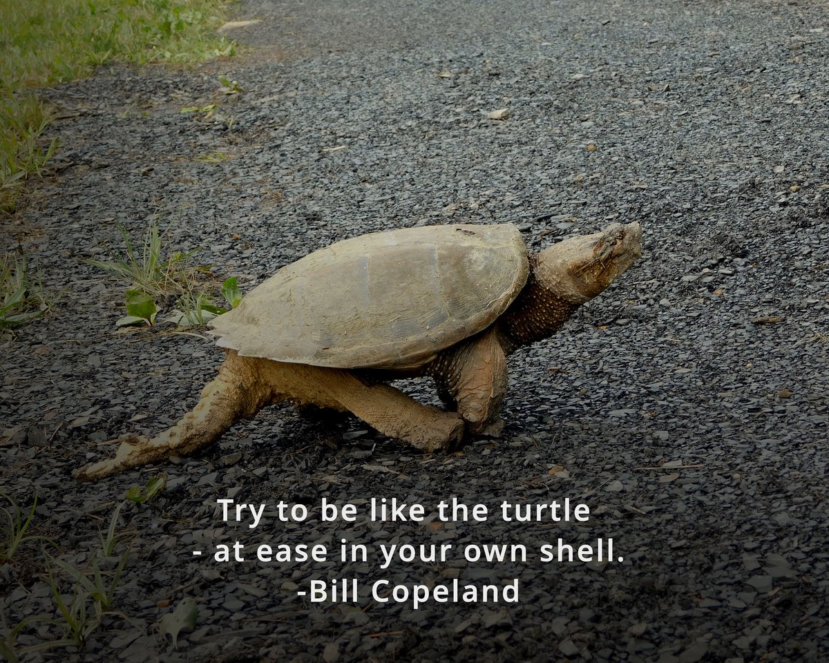 MountainPioneer's tweet photo. “Try to be like the turtle – at ease in your own shell”.  – Bill Copeland
#pioneermountainhomestead #pmhomestead #raystownfarm #turtlespeed #turtleturtle #turtlelove #turtlepower #turtle #turtlelife #turtlelover https://t.co/XnxOfVrxew