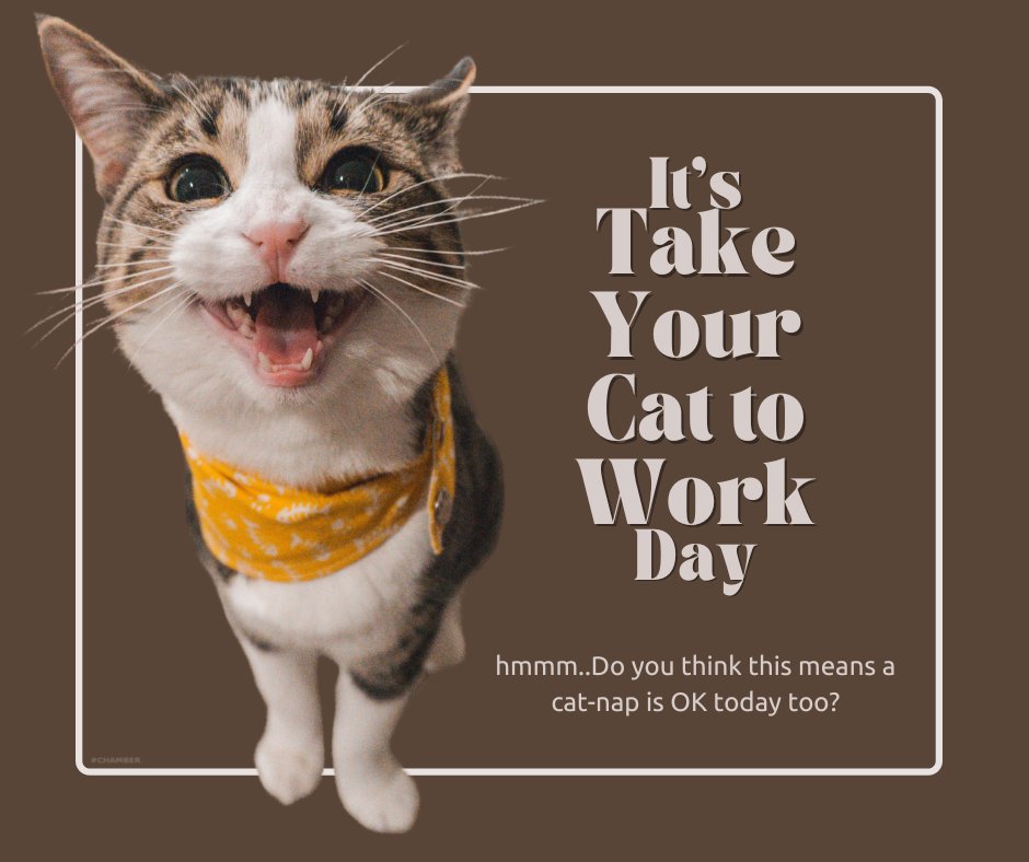 visitportlandtx's tweet photo. Happy Monday! It's take your cat to work day! Does that mean it's okay to take a cat-nap today??
💬 Comment below a picture of your cat 🐈
#PortlandTXChamber #weloveourmembers #TakeYourCatToWork #workingforyou #catnapsallday #visitportlandtx https://t.co/1C2m646UGB