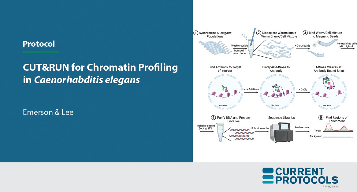 Curr_Protocols's tweet photo. Here, @FelicityJEm &amp; @siusylvialee1 (@Cornell) describe a robust CUT&amp;RUN protocol for use in C. elegans, to determine the genome-wide localization of protein factors and specific histone marks.

➡️https://t.co/n26uWOzfEe #Chromatin https://t.co/WZxQuVT1q6
