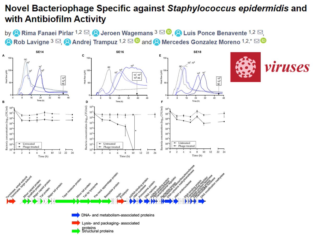 #genome & #microbiology of new #phage #species against #pathogen #Staphylococcus epidermidis. Using #isothermal #microcalorimetry to study #biofilm activity. @jpiamr #ANTIBIOLAB #collaboration #publication @virusesMDPI : bit.ly/3tJqASI #microbial #infection