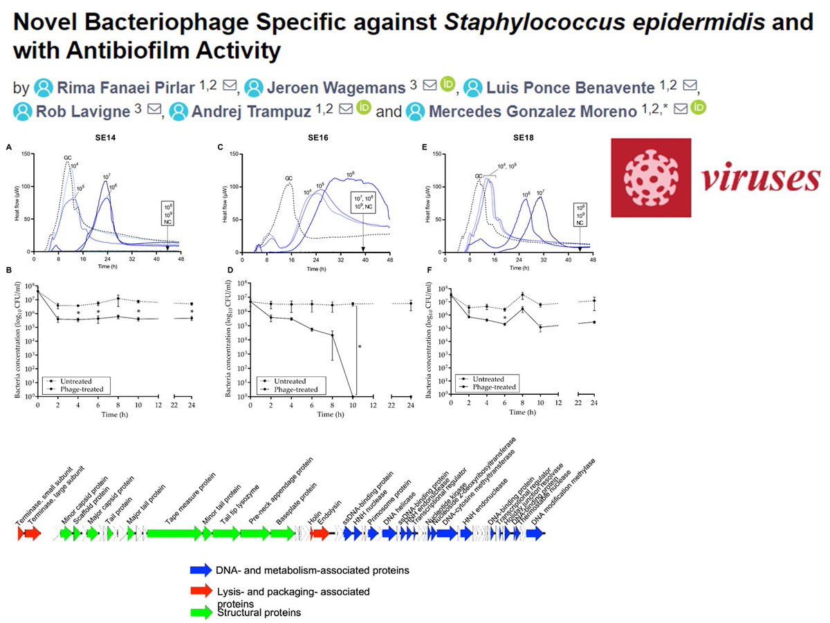 #genome &amp; #microbiology of new #phage #species against #pathogen #Staphylococcus epidermidis. 
Using #isothermal #microcalorimetry to study #biofilm activity. <a href="/jpiamr/">JPIAMR</a> #ANTIBIOLAB #collaboration    #publication  <a href="/virusesMDPI/">Viruses MDPI</a> :  

bit.ly/3tJqASI

#microbial #infection