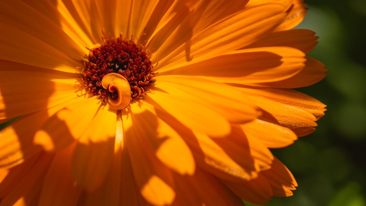 tppictures3's tweet photo. Lovely morning walking around @Ness_Gardens so relaxing. The vivid colours on display are captivating. #nessgardens #flowerphotography #NatureIsCalling https://t.co/PnAfpfrzSi